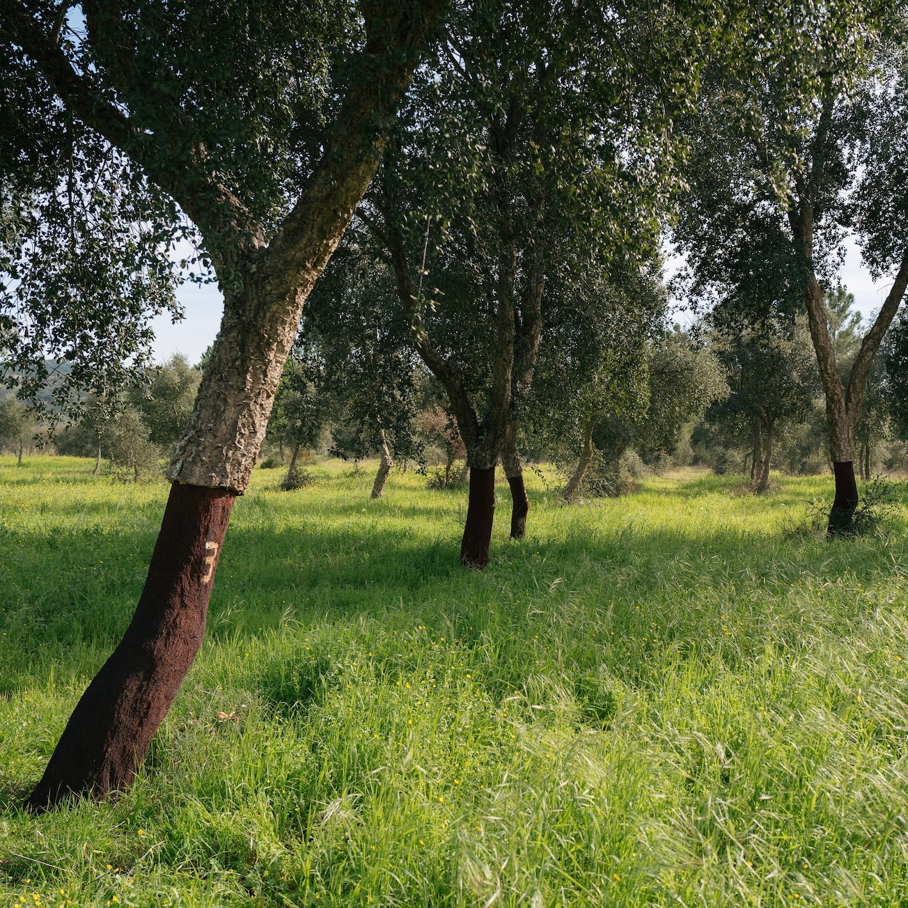 Cork forest in Portugal